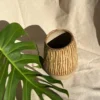 Vaso Tereza Avelã